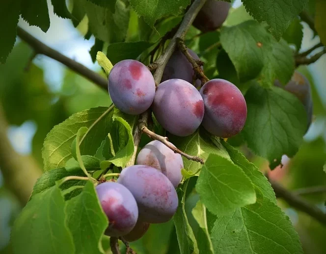 Gavalı hansı xəstəliklərə dərmandır?