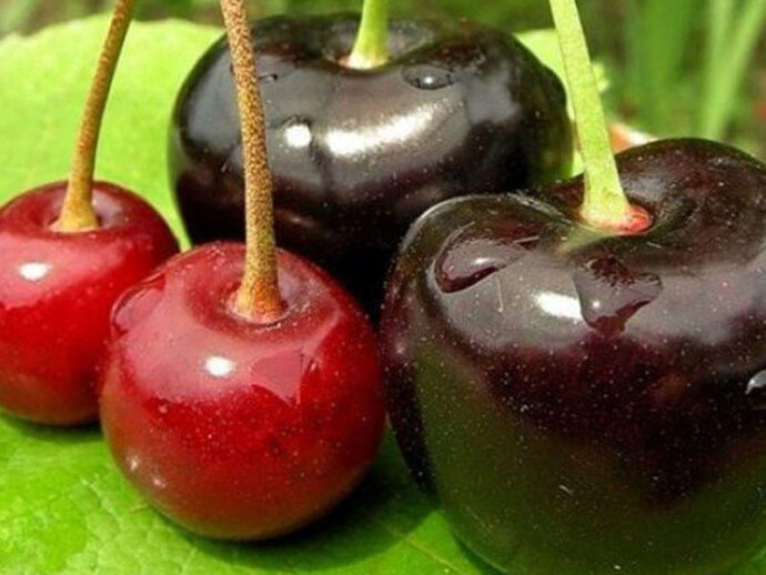 Çox gilas yemək təhlükəlidir — Həkim zərərləri açıqladı