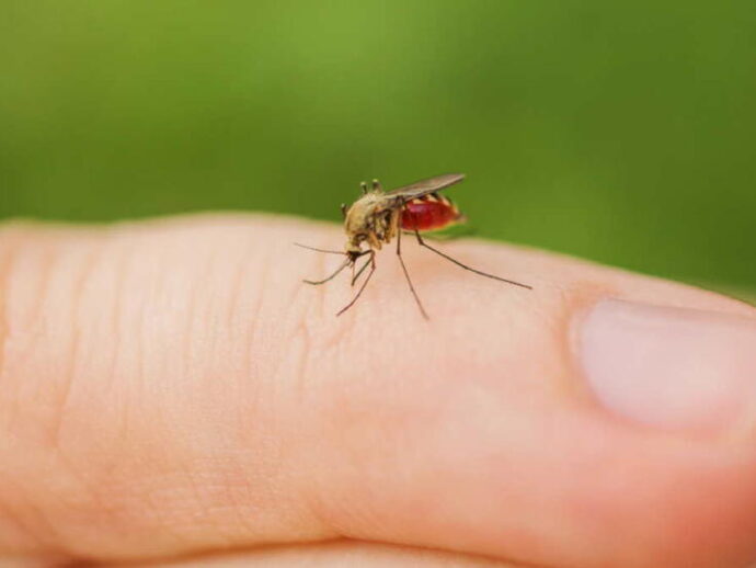 Ağcaqanadlardan qorunmaq üçün ƏN SADƏ ÜSUL